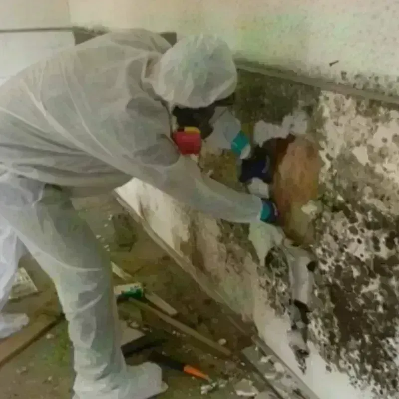 Best Mold Remediation and Removal Service in Barboursville, WV